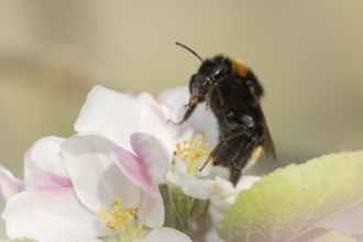 Buff tailed bumblebee (Bombus terrestris) adult bee insect on apple tree blossom in spring,