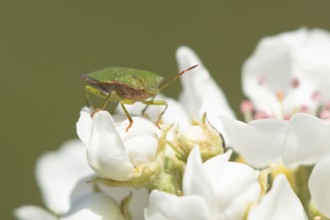 Hawthorn shieldbug (Acanthosoma haemorrhoidale) adult insect on apple tree blossom in spring,