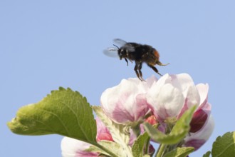 Red tailed bumblebee (Bombus lapidarius) adult bee insect taking off in flight from a apple tree