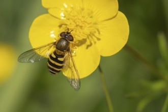 Common hoverfly (Eupeodes corollae) adult insect feeding on a Buttercup flower in spring, England,