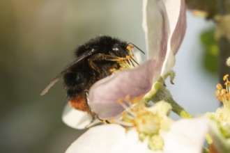 Red tailed bumblebee (Bombus lapidarius) adult insect feeding on apple tree blossom in spring,