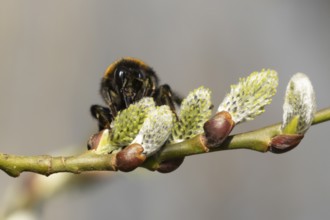 Buff tailed bumblebee (Bombus terrestris) adult bee insect feeding on Goat willow tree blossom in
