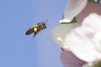 Honey bee (Apis mellifera) adult insect flying towards apple tree blossom in spring, England,