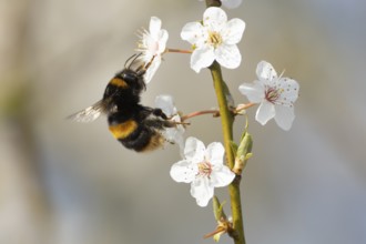 Buff tailed bumblebee (Bombus terrestris) adult bee insect feeding on Blackthorn tree blossom in