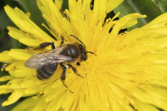 Honey bee (Apis mellifera) adult insect feeding on a yellow dandelion flower in spring, England,
