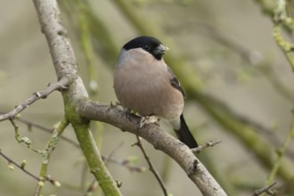 Eurasian bullfinch (Pyrrhula pyrrhula) adult female bird on a tree branch, England, United Kingdom