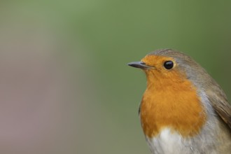 European robin (Erithacus rubecula) adult garden bird head portrait, England, United Kingdom