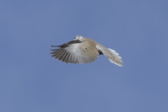 Collared dove (Streptopelia decaocto) adult bird in flight, England, United Kingdom