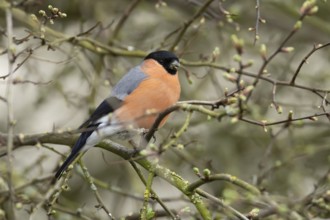 Eurasian bullfinch (Pyrrhula pyrrhula) adult male bird on a tree branch, England, United Kingdom