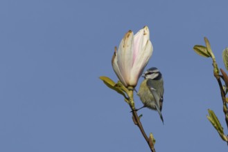 Blue tit (Cyanistes Caeruleus) adult bird feeding on a garden Magnolia tree flower in spring,