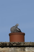 Wood pigeon (Columba palumbus) adult bird on an urban building chimney pot, England, United Kingdom