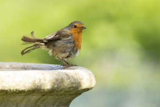 European robin (Erithacus rubecula) adult bird on a garden bird bath, England, United Kingdom
