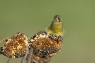 European greenfinch (Chloris chloris) adult bird feeding on a sunflower plant seedhead in autumn,