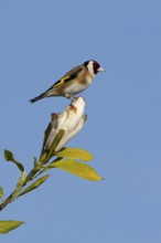 European goldfinch (Carduelis carduelis) adult bird on a garden Magnolia tree flower in spring,