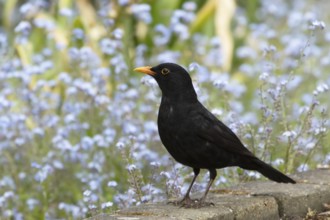 Eurasian blackbird (Turdus merula) adult male bird in a garden in spring, England, United Kingdom