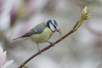 Blue tit (Cyanistes Caeruleus) adult bird with nesting material in its beak on a flowering garden