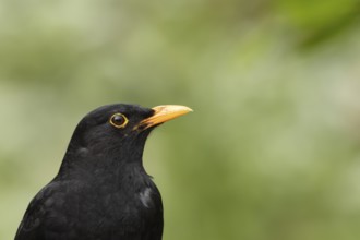 Eurasian blackbird (Turdus merula) adult male bird head portrait, England, United Kingdom