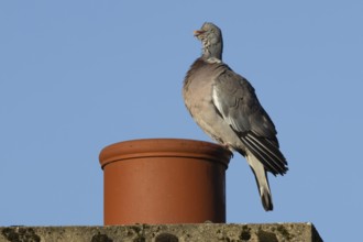 Wood pigeon (Columba palumbus) adult bird on an urban building chimney pot, England, United Kingdom
