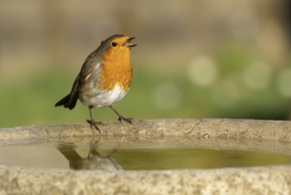 European robin (Erithacus rubecula) adult bird drinking on a garden bird bath, England, United