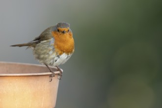 European robin (Erithacus rubecula) adult bird on a garden plant pot, England, United Kingdom