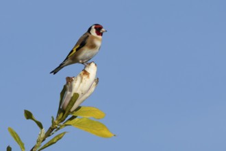 European goldfinch (Carduelis carduelis) adult bird on a garden Magnolia tree flower in spring,