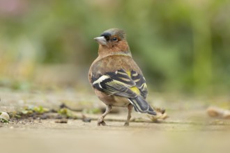 Eurasian chaffinch (Fringilla coelebs) adult male bird on a garden path, England, United Kingdom
