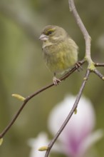 European greenfinch (Chloris chloris) adult bird on a garden Magnolia tree in spring, England,