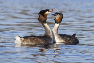 Great crested grebe (Podiceps cristatus) two adult birds on water of a lake performing their