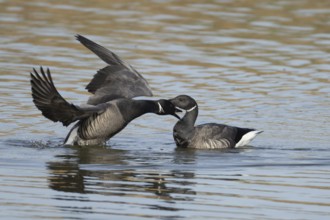 Brent goose (Branta bernicla) two adult geese birds fighting on a lagoon, England, United Kingdom