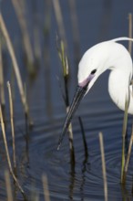 Little egret (Egretta garzetta) adult bird head portrait, England, United Kingdom