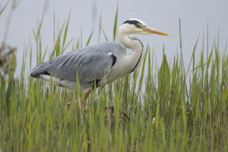 Grey heron (Ardea cinerea) adult bird in a reedbed, England, United Kingdom