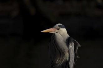 Grey heron (Ardea cinerea) adult bird head portrait, England, United Kingdom