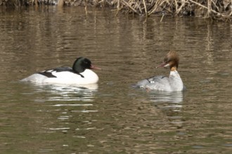 Goosander (Mergus merganser) adult male and female birds on water of a river, England, United