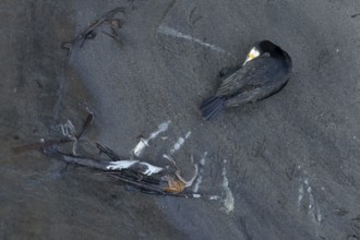Great cormorant (Phalacrocorax carbo) adult bird preening, Italy