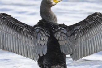 Great cormorant (Phalacrocorax carbo) adult bird drying its wings, England, United Kingdom