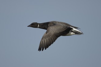 Brent goose (Branta bernicla) adult bird flying against a blue sky, England, United Kingdom