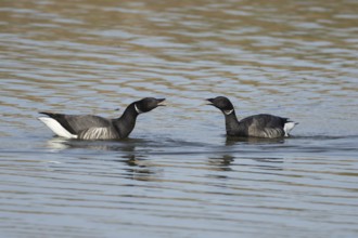 Brent goose (Branta bernicla) two adult geese birds calling or arguing on a lagoon, England, United