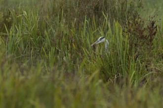 Grey heron (Ardea cinerea) adult bird hunting in a reedbed, England, United Kingdom