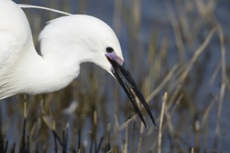 Little egret (Egretta garzetta) adult bird with a Stickleback fish for food in its beak, England,