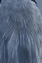 Grey heron (Ardea cinerea) adult bird close up of its feathers, England, United Kingdom