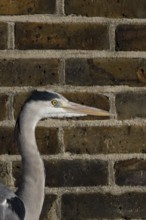 Grey heron (Ardea cinerea) adult bird by an urban building, England, United Kingdom
