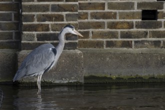 Grey heron (Ardea cinerea) adult bird standing in water by an urban building, England, United
