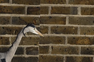 Grey heron (Ardea cinerea) adult bird by an urban building, England, United Kingdom