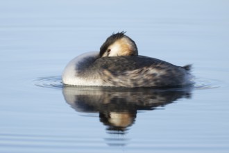 Great crested grebe (Podiceps cristatus) adult bird resting on water of a lake, England, United