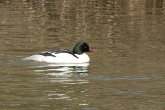 Goosander (Mergus merganser) adult male bird on water of a river, England, United Kingdom