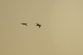 Goosander (Mergus merganser) silhouette of two adult birds in flight at sunset, England, United