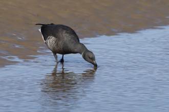 Brent goose (Branta bernicla) adult bird drinking from the sea, England, United Kingdom