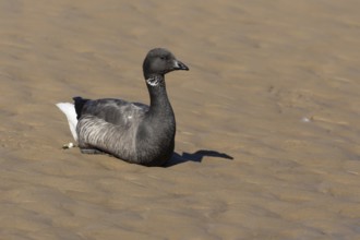 Brent goose (Branta bernicla) adult bird sitting on a sandy beach, England, United Kingdom
