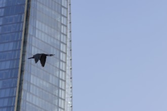 Great cormorant (Phalacrocorax carbo) adult bird flying pass The Shard building, London, England,