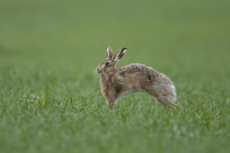 European brown hare (Lepus europaeus) adult animal stretching in a farmland cereal field, England,
